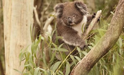 Phillip Island Koala Conservation Centre