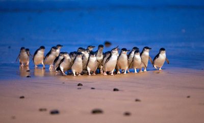 Phillip Island Penguin Parade