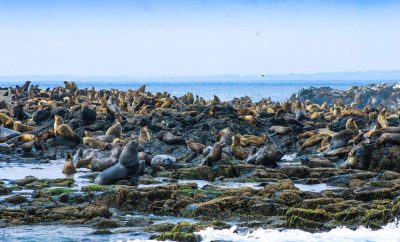 Seal Rock